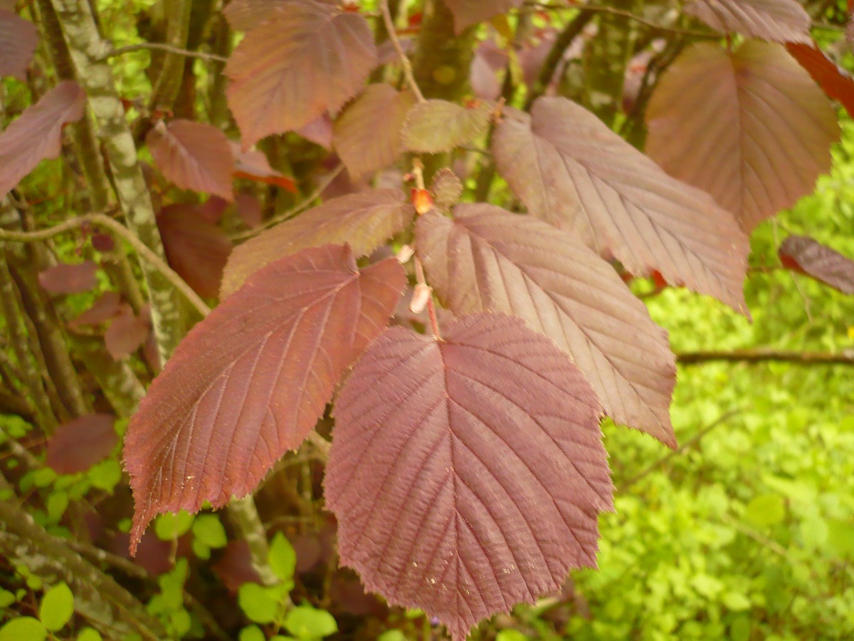 Corylus maxima f. atropurpurea (Betulaceae)